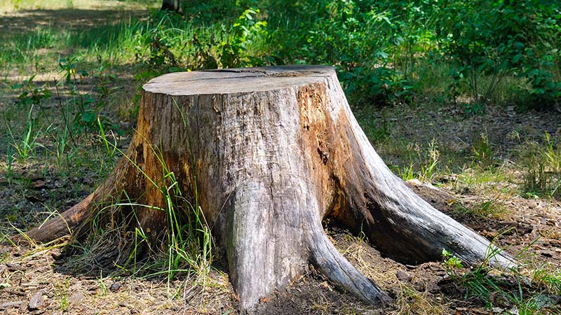 Tree Removal Norfolk
